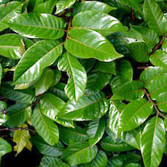 Alectryon excelsus subsp. grandis foliage showing bullate leaves, Ex Cult. Great (Manawa Tawhi) Island, Three Kings.<br>Photographer: Peter J de Lange, Date taken: 15/11/2005, Licence: <a target='_blank' href='https://creativecommons.org/licenses/by-nc/4.0'>CC BY-NC</a>.