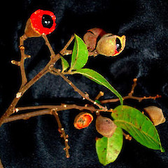Alectryon excelsus subsp. grandis in fruit, Ex Cult. Great (Manawa tawhi) Island, Three Kings.<br>Photographer: Peter J de Lange, Date taken: 24/12/2005, Licence: <a target='_blank' href='https://creativecommons.org/licenses/by-nc/4.0'>CC BY-NC</a>.