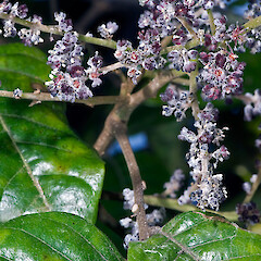 In cultivation.<br>Photographer: Jeremy R. Rolfe, Date taken: 26/10/2007, Licence: <a target='_blank' href='https://creativecommons.org/licenses/by/4.0'>CC BY</a>. <a class='member-message' href='/nzpcn/why-join-nzpcn/' target='_blank'>Members can view a larger version of this image.</a>