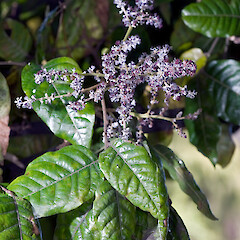 In cultivation.<br>Photographer: Jeremy R. Rolfe, Date taken: 26/10/2007, Licence: <a target='_blank' href='https://creativecommons.org/licenses/by/4.0'>CC BY</a>. <a class='member-message' href='/nzpcn/why-join-nzpcn/' target='_blank'>Members can view a larger version of this image.</a>