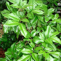 Alectryon excelsus subsp. grandis.<br>Photographer: Peter J de Lange, Licence: <a target='_blank' href='https://creativecommons.org/licenses/by-nc/4.0'>CC BY-NC</a>. <a class='member-message' href='/nzpcn/why-join-nzpcn/' target='_blank'>Members can view a larger version of this image.</a>