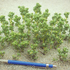 Atriplex hollowayi adult plant.<br>Photographer: Lisa Forester, Licence: <a target='_blank' href='https://creativecommons.org/licenses/by-sa/4.0'>CC BY-SA</a>.