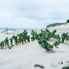 Atriplex hollowayi at Whareana Beach, January.<br>Photographer: Bec Stanley, Licence: <a target='_blank' href='https://creativecommons.org/licenses/by-sa/4.0'>CC BY-SA</a>.