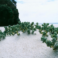Atriplex hollowayi at Whareana Beach, January.<br>Photographer: Bec Stanley, Licence: <a target='_blank' href='https://creativecommons.org/licenses/by-sa/4.0'>CC BY-SA</a>.