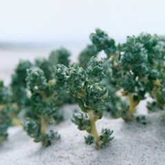 Atriplex hollowayi at Whareana Beach, January.<br>Photographer: Bec Stanley, Licence: <a target='_blank' href='https://creativecommons.org/licenses/by-sa/4.0'>CC BY-SA</a>.