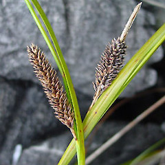 At Mt Burnett, Golden Bay.<br>Photographer: Simon Walls, Licence: <a target='_blank' href='https://creativecommons.org/licenses/by-nc/4.0'>CC BY-NC</a>.