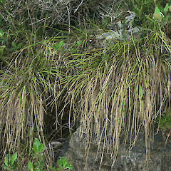 Mt Burnett.<br>Photographer: Gillian M. Crowcroft, Date taken: 01/01/2001, Licence: All rights reserved. <a class='member-message' href='/nzpcn/why-join-nzpcn/' target='_blank'>Members can view a larger version of this image.</a>