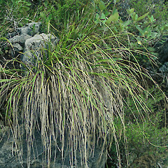 Mt Burnett, South Peak.<br>Photographer: Gillian M. Crowcroft, Licence: All rights reserved. <a class='member-message' href='/nzpcn/why-join-nzpcn/' target='_blank'>Members can view a larger version of this image.</a>