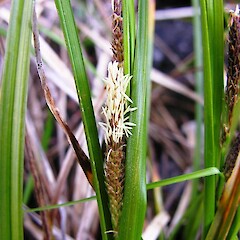 Carex dolomitica