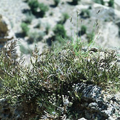 Guards Road, Kurou.<br>Photographer: Peter B. Heenan, Licence: <a target='_blank' href='https://creativecommons.org/licenses/by-nc/4.0'>CC BY-NC</a>.