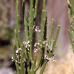 In flower.<br>Photographer: John Barkla, Licence: <a target='_blank' href='https://creativecommons.org/licenses/by/4.0'>CC BY</a>. <a class='member-message' href='/nzpcn/why-join-nzpcn/' target='_blank'>Members can view a larger version of this image.</a>