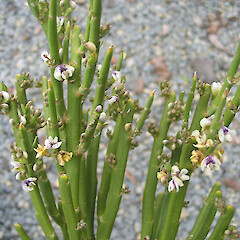 In flower.<br>Photographer: John Barkla, Licence: <a target='_blank' href='https://creativecommons.org/licenses/by/4.0'>CC BY</a>. <a class='member-message' href='/nzpcn/why-join-nzpcn/' target='_blank'>Members can view a larger version of this image.</a>