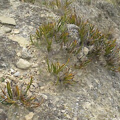 Gard Rd, Waitaki Valley.<br>Photographer: John Barkla, Licence: <a target='_blank' href='https://creativecommons.org/licenses/by/4.0'>CC BY</a>. <a class='member-message' href='/nzpcn/why-join-nzpcn/' target='_blank'>Members can view a larger version of this image.</a>