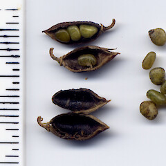 Pods and seed.<br>Photographer: John Barkla, Licence: <a target='_blank' href='https://creativecommons.org/licenses/by/4.0'>CC BY</a>. <a class='member-message' href='/nzpcn/why-join-nzpcn/' target='_blank'>Members can view a larger version of this image.</a>