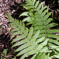 In cultivation ex Kaitaia.<br>Photographer: Jeremy R. Rolfe, Date taken: 26/10/2007, Licence: <a target='_blank' href='https://creativecommons.org/licenses/by/4.0'>CC BY</a>.