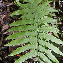 In cultivation ex Kaitaia.<br>Photographer: Jeremy R. Rolfe, Date taken: 26/10/2007, Licence: <a target='_blank' href='https://creativecommons.org/licenses/by/4.0'>CC BY</a>.