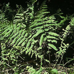 Foley’s Bush, Awanui.<br>Photographer: Gillian M. Crowcroft, Licence: All rights reserved.
