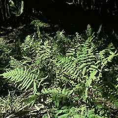 Foley’s Bush, Awanui.<br>Photographer: Gillian M. Crowcroft, Licence: All rights reserved.