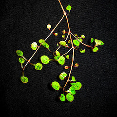 Coprosma spathulata subsp. hikuruana.<br>Photographer: Peter J de Lange, Licence: <a target='_blank' href='https://creativecommons.org/licenses/by-nc/4.0'>CC BY-NC</a>. <a class='member-message' href='/nzpcn/why-join-nzpcn/' target='_blank'>Members can view a larger version of this image.</a>