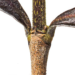 Stipule. In cultivation ex Hikurua / de Surville Cliffs.<br>Photographer: Jeremy R. Rolfe, Date taken: 20/07/2007, Licence: <a target='_blank' href='https://creativecommons.org/licenses/by/4.0'>CC BY</a>. <a class='member-message' href='/nzpcn/why-join-nzpcn/' target='_blank'>Members can view a larger version of this image.</a>