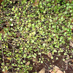 Coprosma spathulata subsp. hikuruana.<br>Photographer: Peter J de Lange, Licence: <a target='_blank' href='https://creativecommons.org/licenses/by-nc/4.0'>CC BY-NC</a>. <a class='member-message' href='/nzpcn/why-join-nzpcn/' target='_blank'>Members can view a larger version of this image.</a>