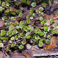 In cultivation ex Hikurua / de Surville Cliffs.<br>Photographer: Jeremy R. Rolfe, Date taken: 26/10/2007, Licence: <a target='_blank' href='https://creativecommons.org/licenses/by/4.0'>CC BY</a>. <a class='member-message' href='/nzpcn/why-join-nzpcn/' target='_blank'>Members can view a larger version of this image.</a>