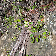 Hikurua / de Surville Cliffs.<br>Photographer: Jeremy R. Rolfe, Date taken: 20/10/2009, Licence: <a target='_blank' href='https://creativecommons.org/licenses/by/4.0'>CC BY</a>. <a class='member-message' href='/nzpcn/why-join-nzpcn/' target='_blank'>Members can view a larger version of this image.</a>