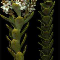 Veronica societatis