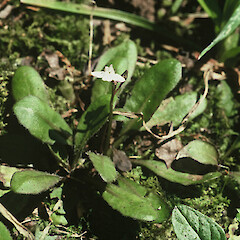 Foleys Bush, Awanui.<br>Photographer: Gillian M. Crowcroft, Licence: All rights reserved. <a class='member-message' href='/nzpcn/why-join-nzpcn/' target='_blank'>Members can view a larger version of this image.</a>
