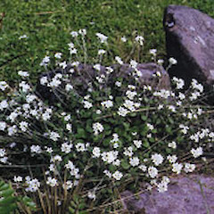 Plant in flower, Ex Cult. Ohinewai.<br>Photographer: Hugh D. Wilson, Licence: All rights reserved.
