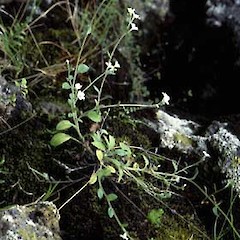 Myosotis australis var. lytteltonensis in the wild.<br>Photographer: Alastair Robertson, Licence: All rights reserved.