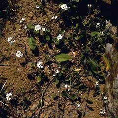 Myosotis australis var. lytteltonensis plant in flower.<br>Photographer: Shannel Courtney, Licence: <a target='_blank' href='https://creativecommons.org/licenses/by-nc/4.0'>CC BY-NC</a>.
