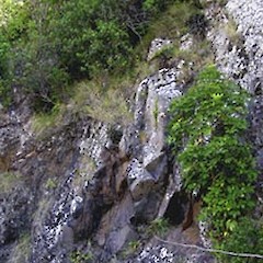 The habitat of Myosotis australis var. lytteltonensis.<br>Photographer: Nick Head, Licence: <a target='_blank' href='https://creativecommons.org/licenses/by-nc/4.0'>CC BY-NC</a>.