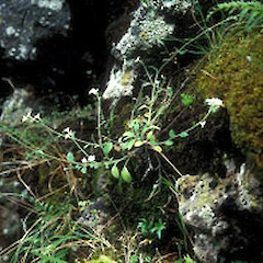 Myosotis australis var lyttletonensis.<br>Photographer: Alastair Robertson, Licence: All rights reserved.