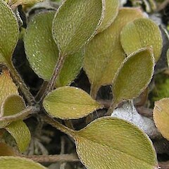 Myosotis petiolata