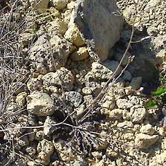 Adult Pachycladon exile, Awahokomo Bluffs, upper Waitaki.<br>Photographer: Nick Head, Licence: <a target='_blank' href='https://creativecommons.org/licenses/by-nc/4.0'>CC BY-NC</a>.