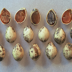 Fruit.<br>Photographer: Peter J de Lange, Licence: <a target='_blank' href='https://creativecommons.org/licenses/by-nc/4.0'>CC BY-NC</a>.
