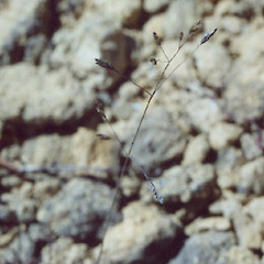 Poa spania flower head.<br>Photographer: Nick Head, Licence: <a target='_blank' href='https://creativecommons.org/licenses/by-nc/4.0'>CC BY-NC</a>.