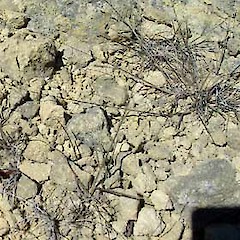 Growth form of Poa spania.<br>Photographer: Nick Head, Licence: <a target='_blank' href='https://creativecommons.org/licenses/by-nc/4.0'>CC BY-NC</a>.