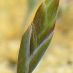 Awahokomo, spikelet.<br>Photographer: Mike Thorsen, Licence: All rights reserved.