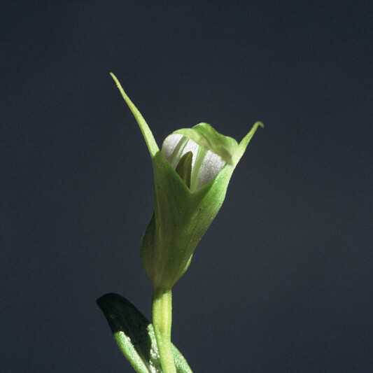 Pterostylis micromega