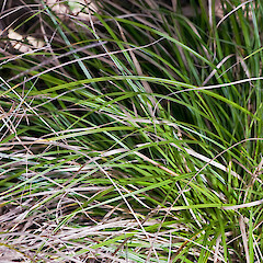 Carex perplexa