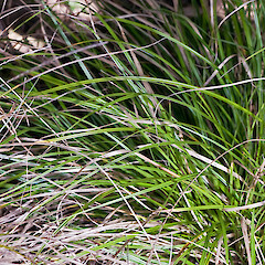 In cultivation ex Surville Cliffs.<br>Photographer: Jeremy R. Rolfe, Date taken: 26/10/2007, Licence: <a target='_blank' href='https://creativecommons.org/licenses/by/4.0'>CC BY</a>. <a class='member-message' href='/nzpcn/why-join-nzpcn/' target='_blank'>Members can view a larger version of this image.</a>
