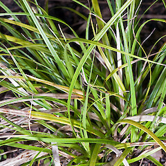 In cultivation ex Surville Cliffs.<br>Photographer: Jeremy R. Rolfe, Date taken: 26/10/2007, Licence: <a target='_blank' href='https://creativecommons.org/licenses/by/4.0'>CC BY</a>. <a class='member-message' href='/nzpcn/why-join-nzpcn/' target='_blank'>Members can view a larger version of this image.</a>