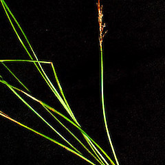 Carex perplexa in fruit, Ex Cult. January 2006, Surville Cliffs (cultivated at the University of Auckland).<br>Photographer: Peter J de Lange, Licence: <a target='_blank' href='https://creativecommons.org/licenses/by-nc/4.0'>CC BY-NC</a>.