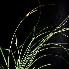 Carex perplexa in fruit, Ex Cult. January 2006, Surville Cliffs (cultivated at the University of Auckland).<br>Photographer: Peter J de Lange, Licence: <a target='_blank' href='https://creativecommons.org/licenses/by-nc/4.0'>CC BY-NC</a>.