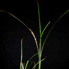 Carex perplexa in fruit, Ex Cult. January 2006, Surville Cliffs (cultivated at the University of Auckland).<br>Photographer: Peter J de Lange, Licence: <a target='_blank' href='https://creativecommons.org/licenses/by-nc/4.0'>CC BY-NC</a>.