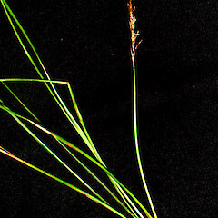 Carex perplexa.<br>Photographer: Peter J de Lange, Licence: <a target='_blank' href='https://creativecommons.org/licenses/by-nc/4.0'>CC BY-NC</a>. <a class='member-message' href='/nzpcn/why-join-nzpcn/' target='_blank'>Members can view a larger version of this image.</a>