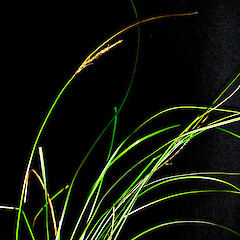 Carex perplexa.<br>Photographer: Peter J de Lange, Licence: <a target='_blank' href='https://creativecommons.org/licenses/by-nc/4.0'>CC BY-NC</a>. <a class='member-message' href='/nzpcn/why-join-nzpcn/' target='_blank'>Members can view a larger version of this image.</a>