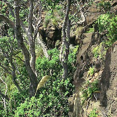 Surville Cliffs, North Cape.<br>Photographer: Peter J de Lange, Licence: <a target='_blank' href='https://creativecommons.org/licenses/by-nc/4.0'>CC BY-NC</a>. <a class='member-message' href='/nzpcn/why-join-nzpcn/' target='_blank'>Members can view a larger version of this image.</a>